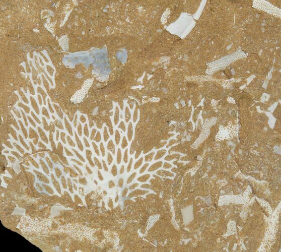 Ordovician Bryozoans (Chasmatopora) Plate - Estonia #89747